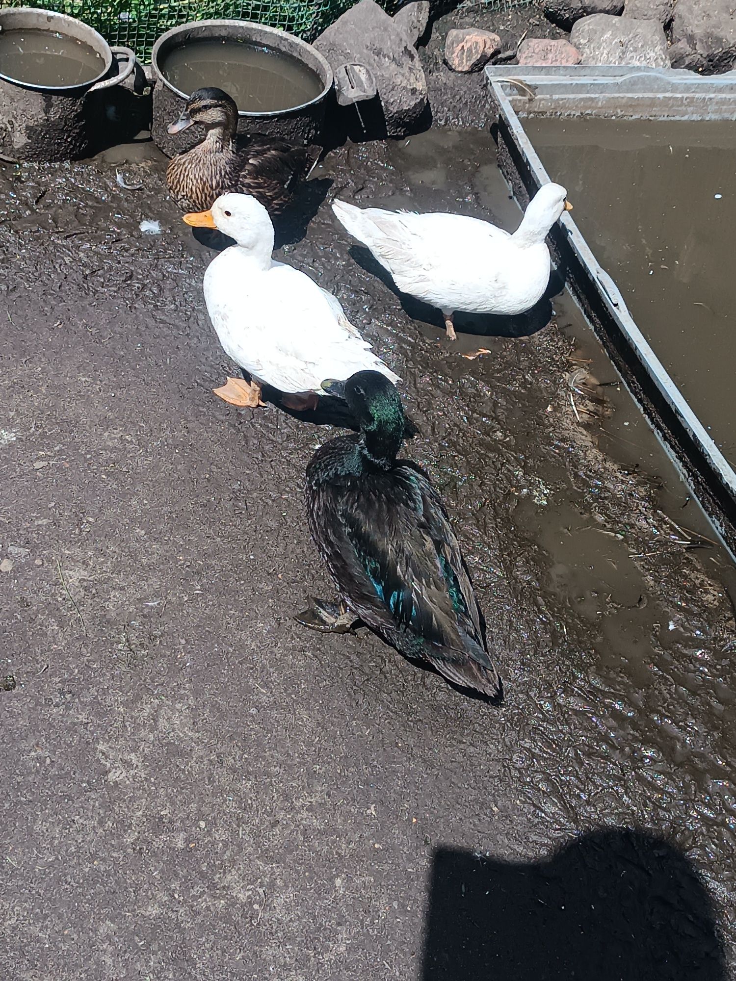 Sprzedam kaczki i kaczorki rasy Call Duck oraz krzyżówki Call Duck.