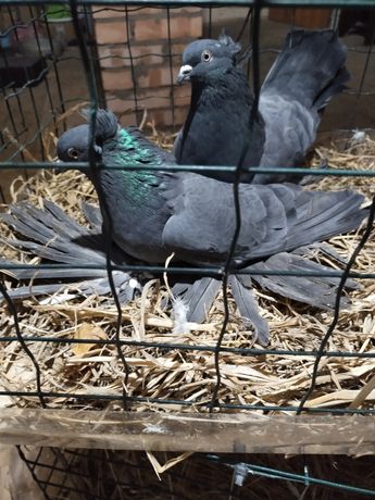 Продам северокавказских голубей