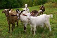 козёл коза козы козлята много рогатые безрогие