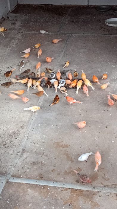 Sprzedam kanarki 80zł