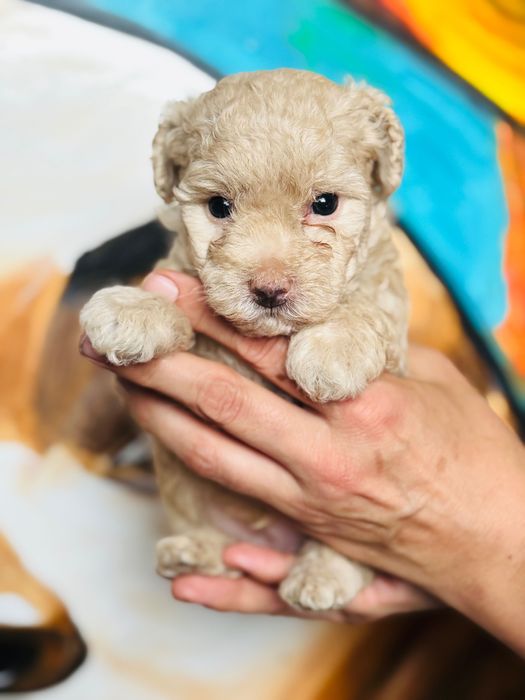 MALTIPOO 1FB - suczka | 75% PUDEL TOY (tata) 25% MALTIPOO (mama)