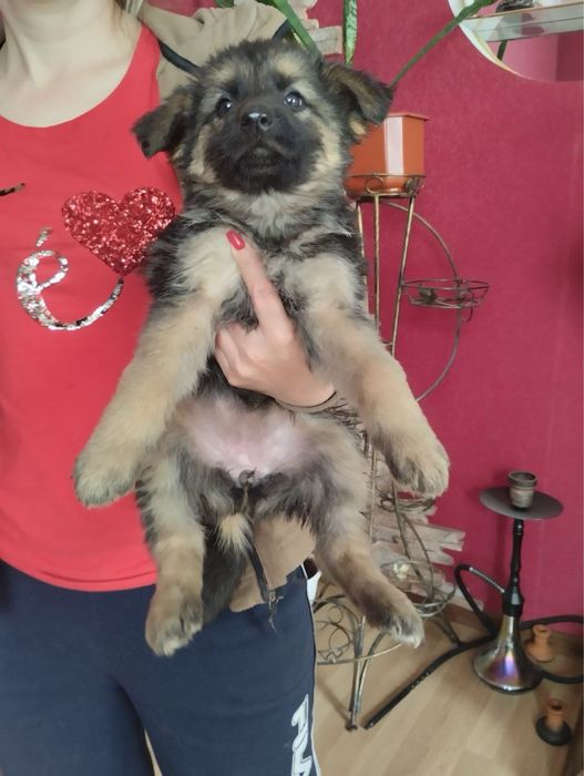 Продам цуценят Німецької вівчарки