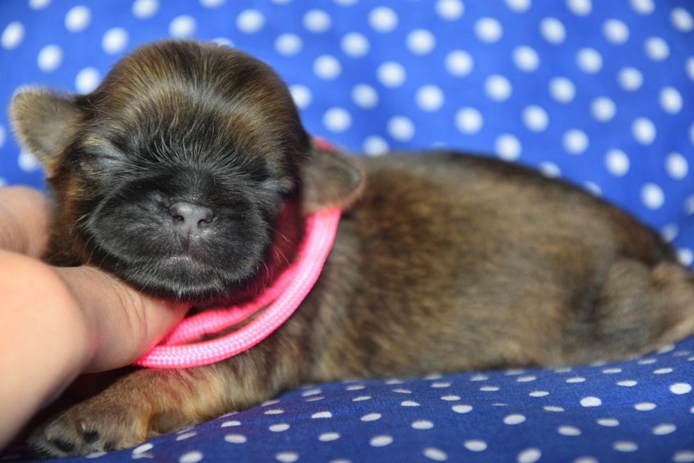 Greta suczka Shih Tzu sobolowy aniołek odbiór grudzień