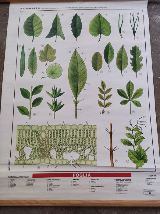 Cartaz escolar antigo do corpo humano