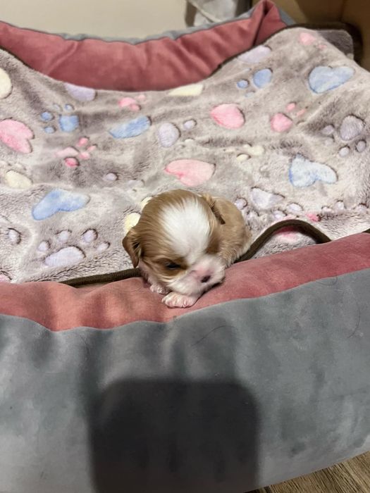 Cavalier King Charles Spaniel