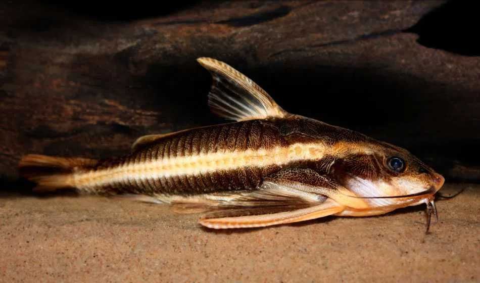 GB (Platydoras armatulus) Sum liniowy, Platydora kolczasta -dowóz ryb!
