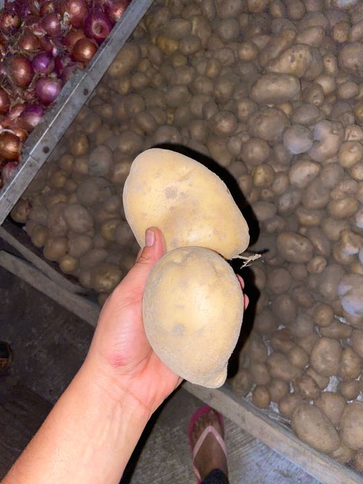 Vendo batatas saco de 20kg