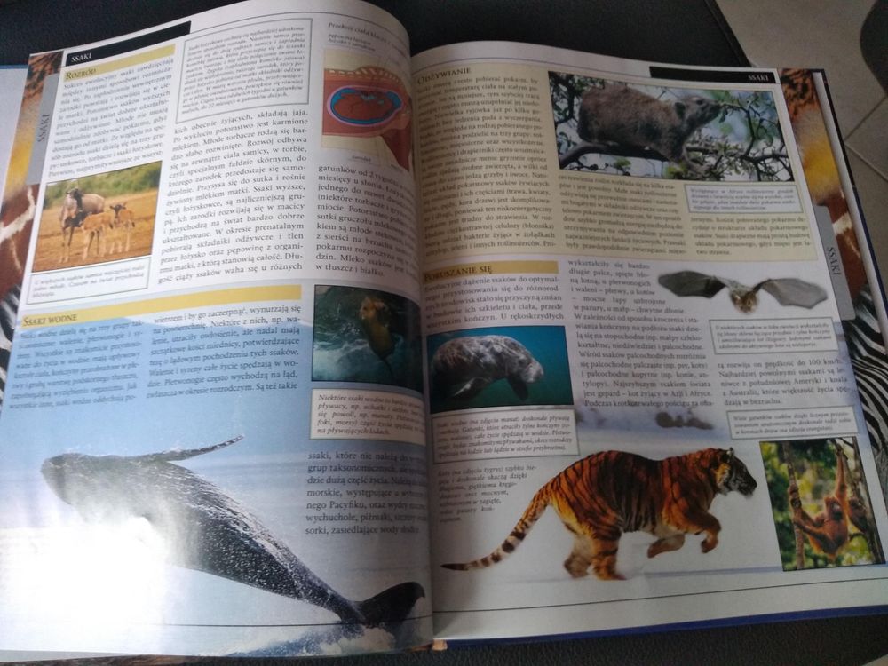 Wielka Encyklopedia zwierząt druga książka za darmo dla dziecka