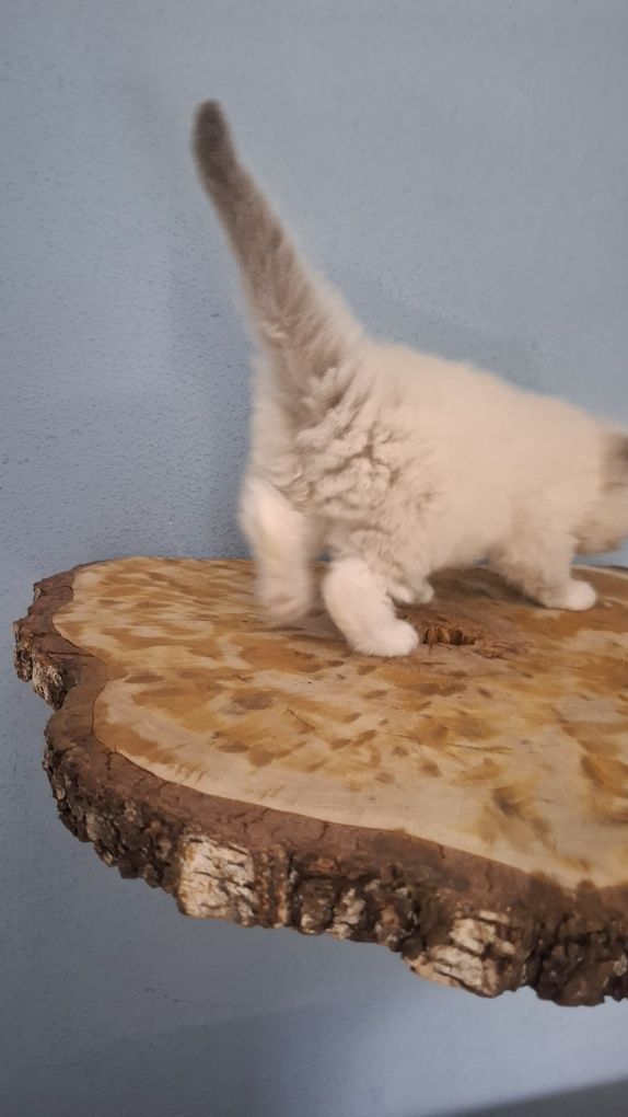Kocurek blue mitted