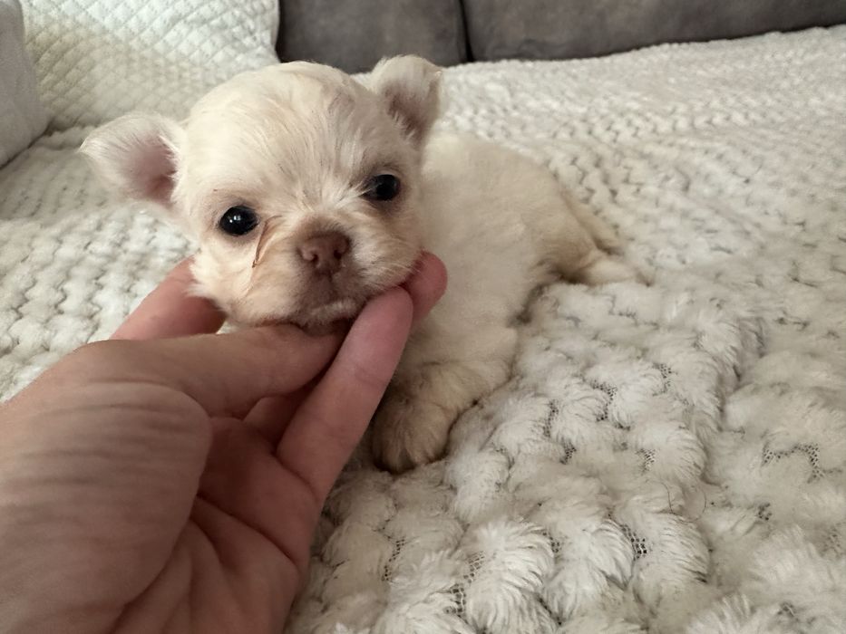 Chihuahua Russo macho miniatura pêlo comprido