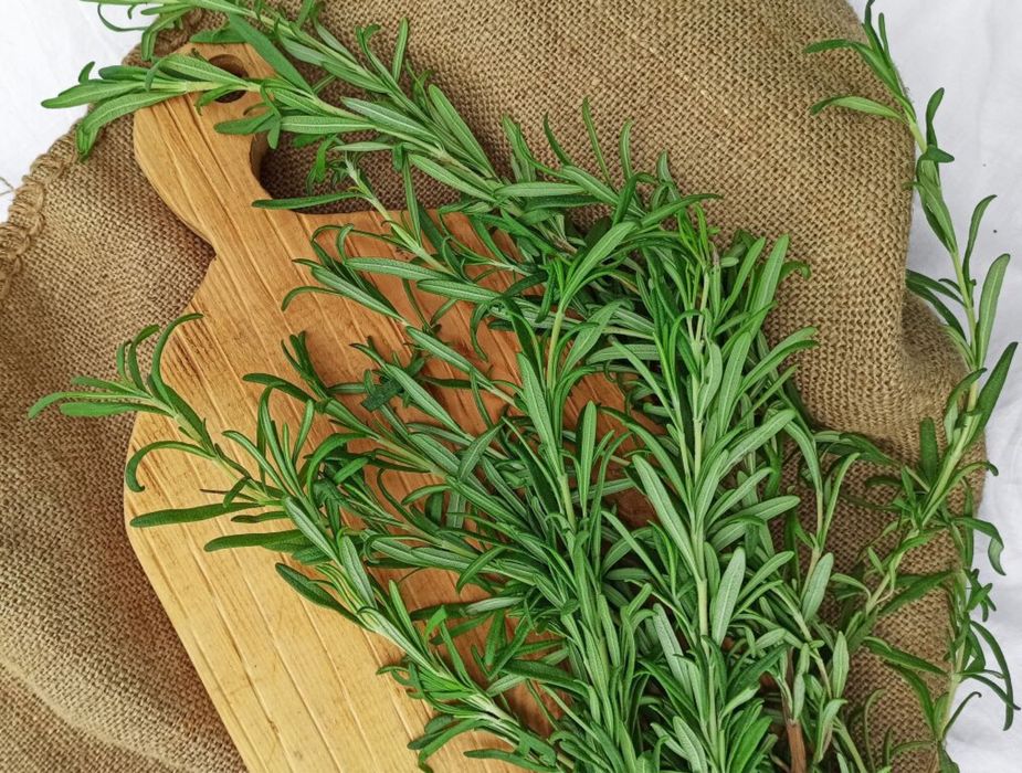 Розмарин свіжозрізаний