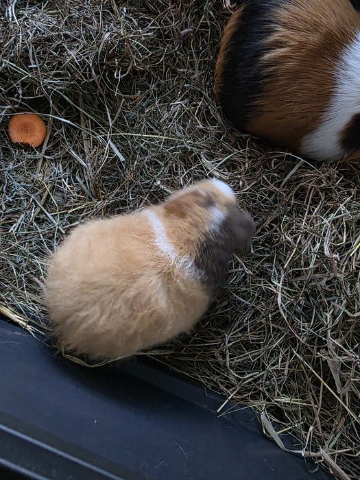 Świnka morska cavia