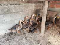 Patos Rouen para venda