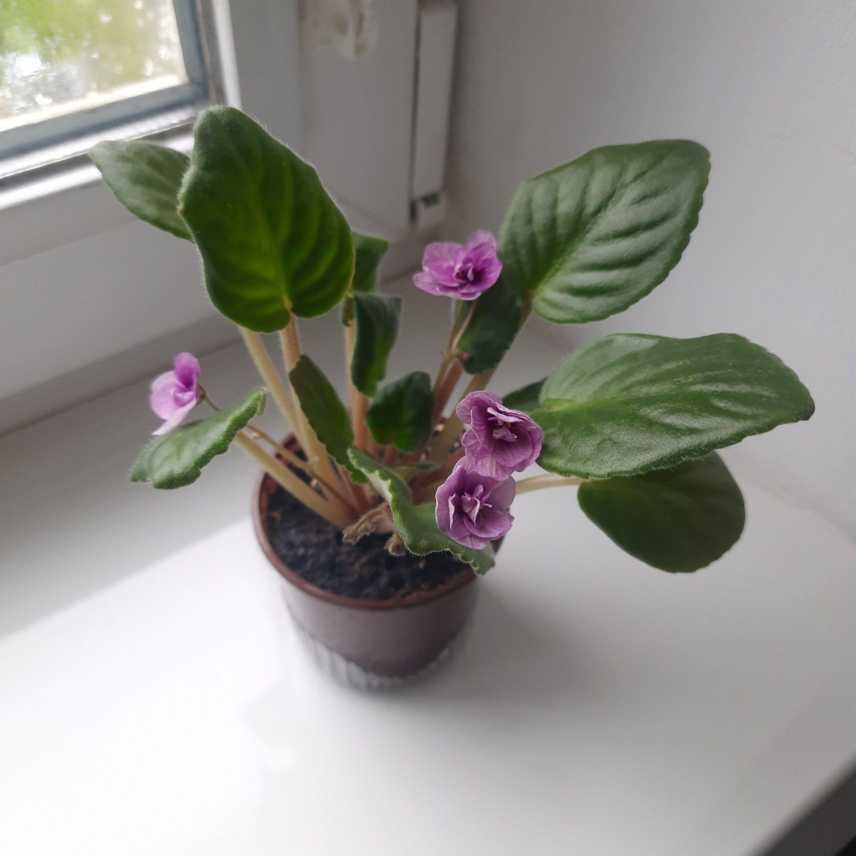 Фіалка домашня світло фіолетова, вазон сенполія кімнатна рослина