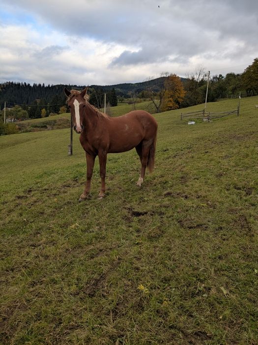 Продається лошиця 1,5 року лиса