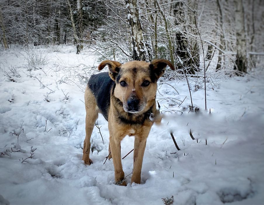 Kochany, 10 kg, przytulak Czystek. Adopcja