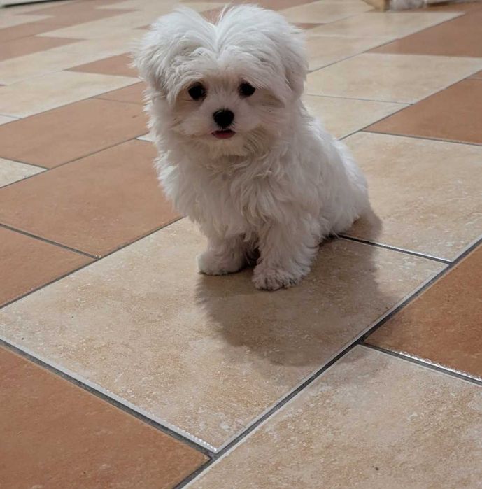 Maltańczyk miniaturka