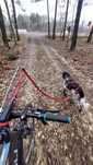 Uchwyt do roweru, antena, dla psa do bikejoring