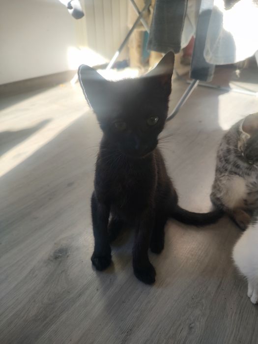 Oddam kocurki w dobre ręce