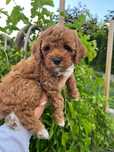 Cockapoo odbiór lipiec