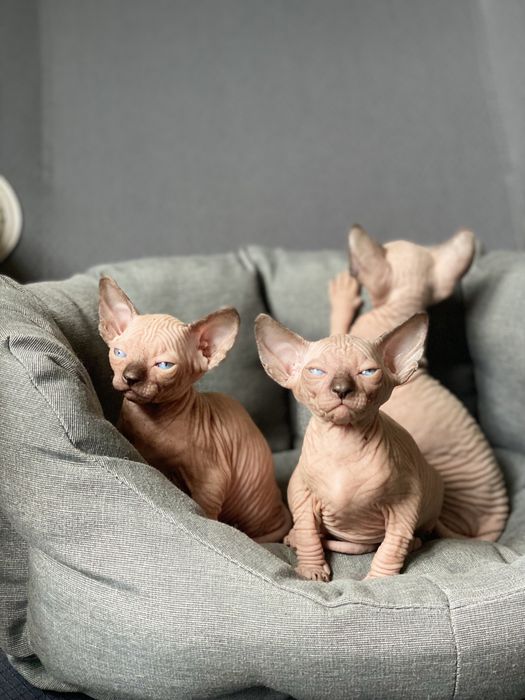 Мальчики супер канадики