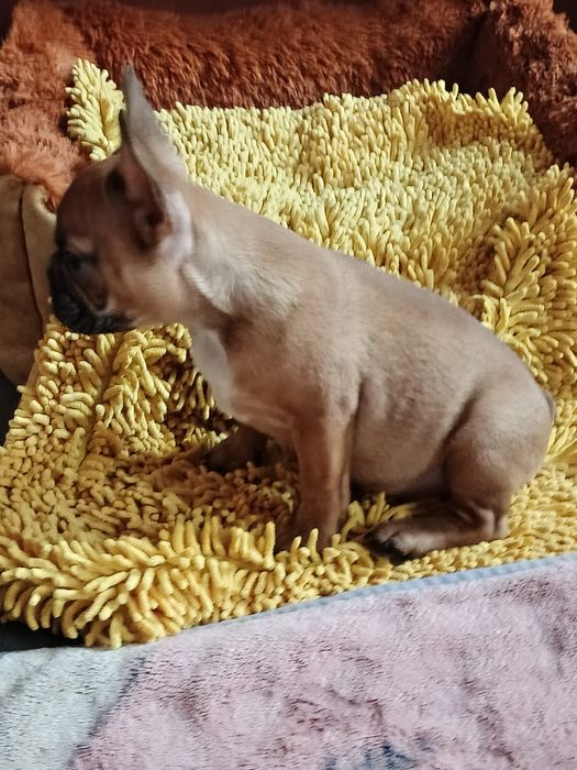 Дівчинки пишечки Французи