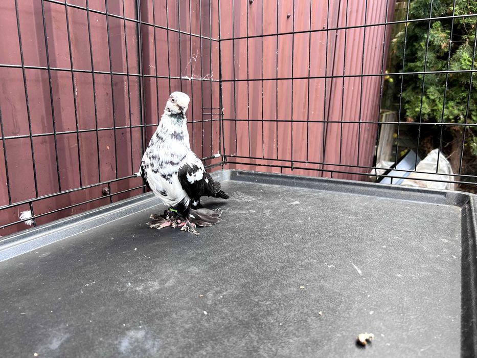 Motyl Warszawski 2023r Samica