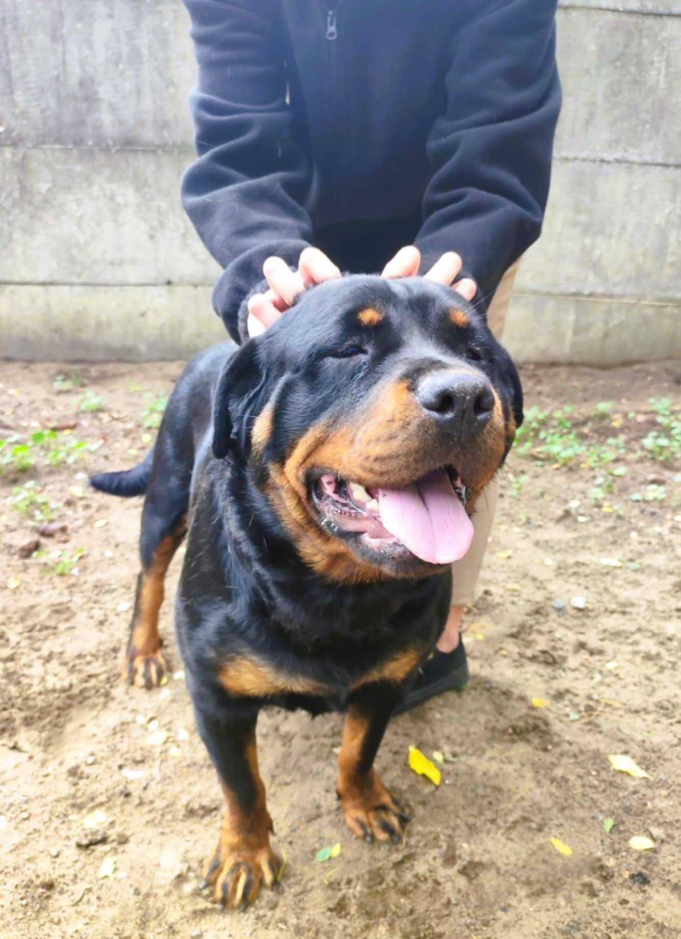 Rottweiler 1 rok szuka domu
