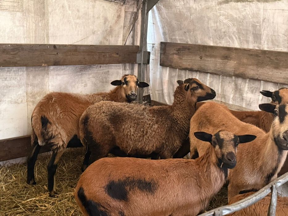 Owce kamerunskie zakocona dorper