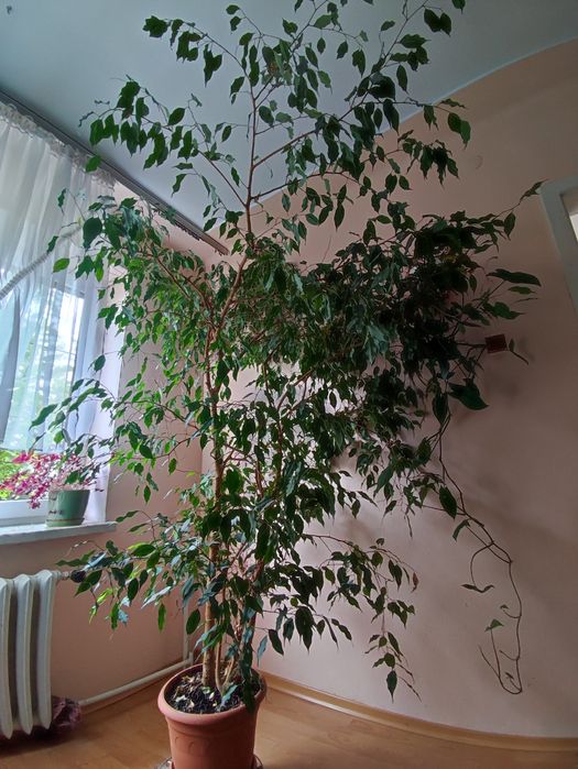 Fikus benjaminek