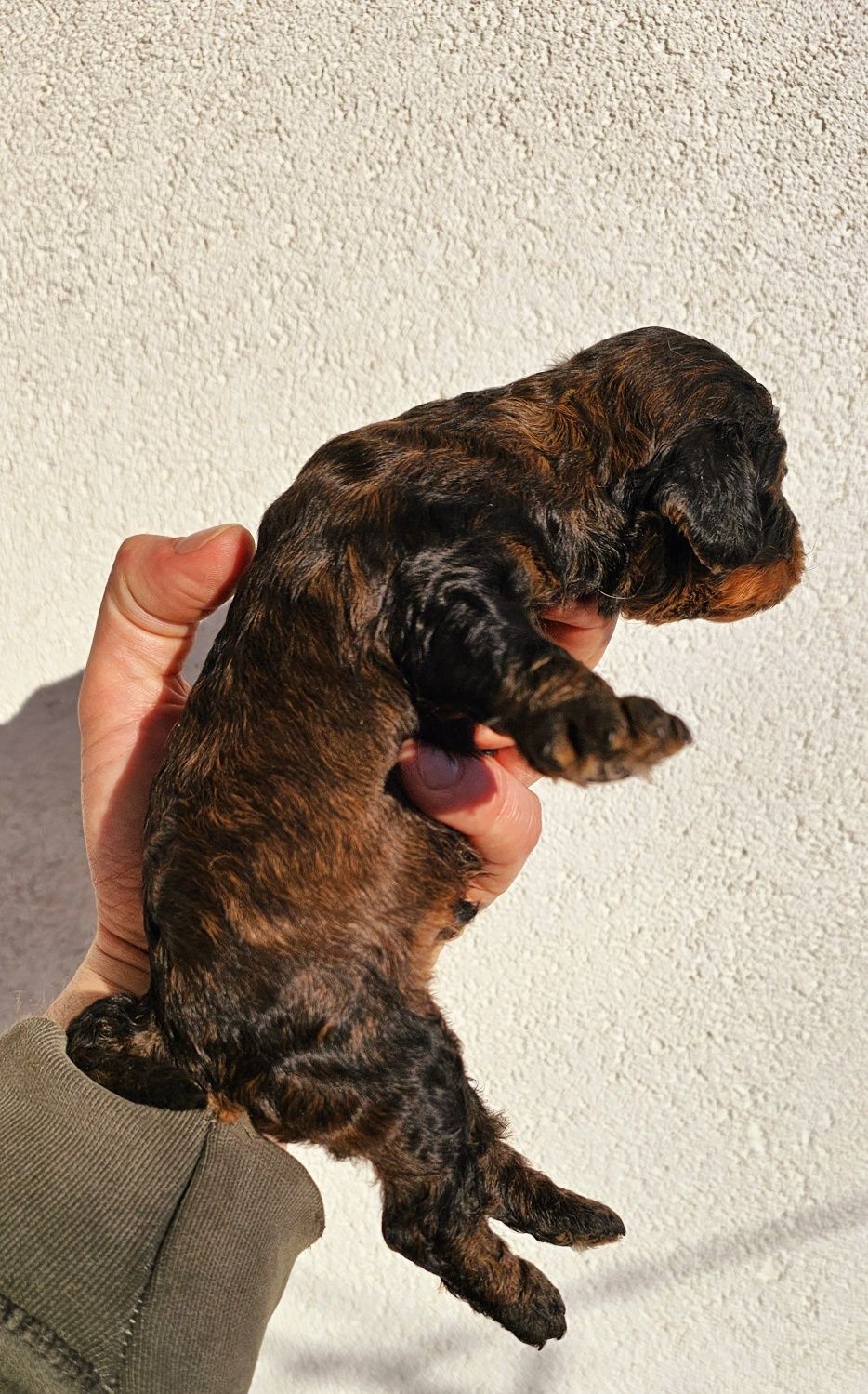 Cavapoo  f1 mini piesek piękne kolory