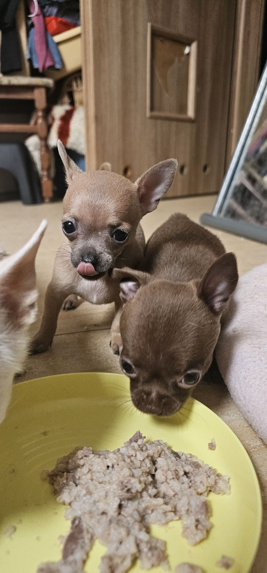 Chihuahua sunia beszamelowa