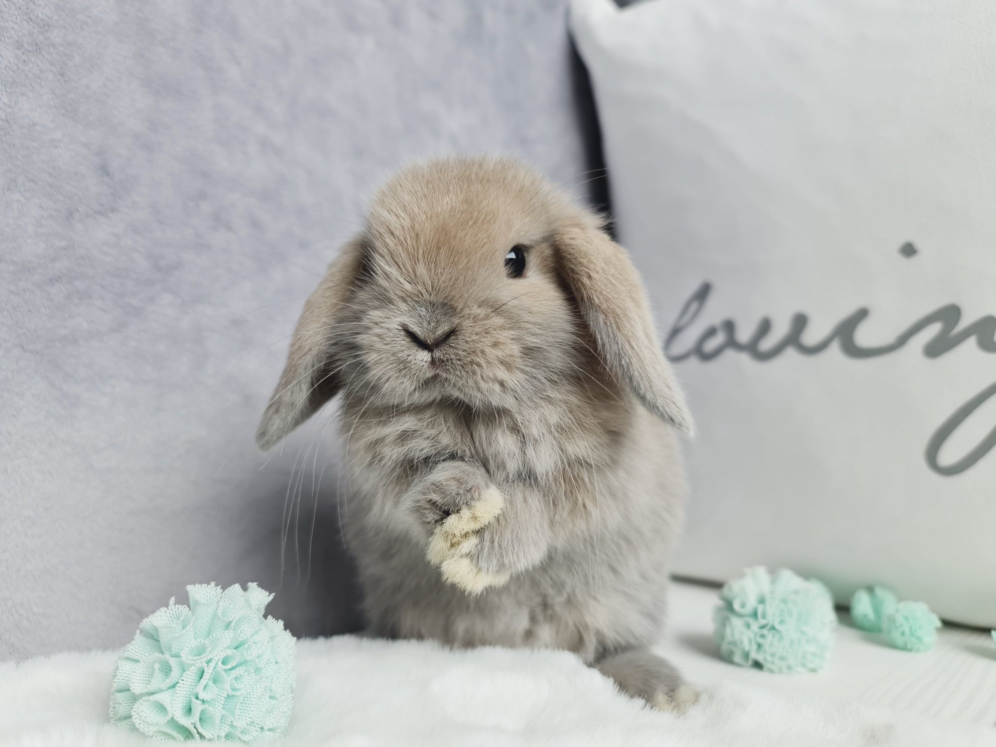 Mini lop królik króliczek miniaturka legalna hodowla