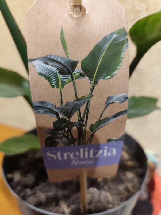 Kwiat doniczkowy Strelizja