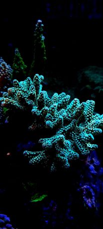 Akwarium morskie koral sps seriatopora