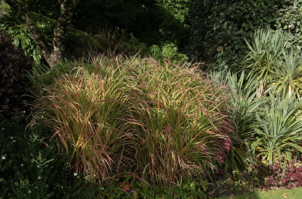 Proso rózgowate 'Warrior' Czerwone kłosy (Panicum virgatum) 2.0L