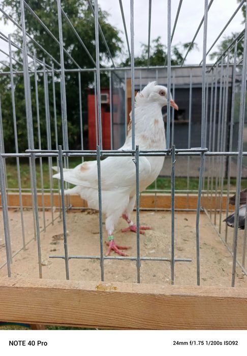 Garłacze Górnośląskie Koroniaste