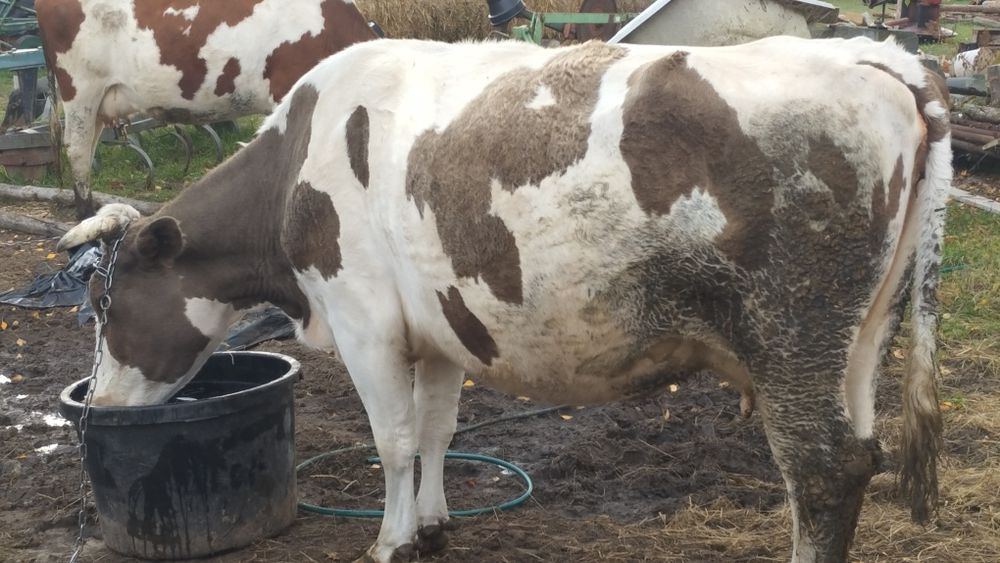 Krowa mleczna, cielna z 3 cielakiem