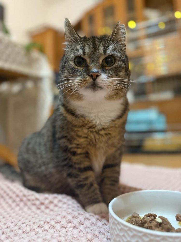 Wspaniała kotka do adopcji!