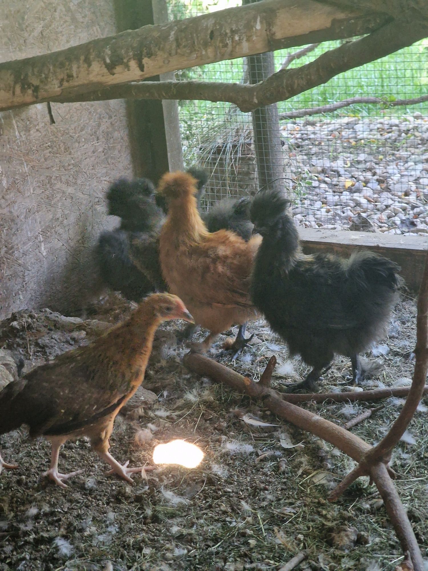 Koguty i kury  silki jedwabiste I ayam cemani
