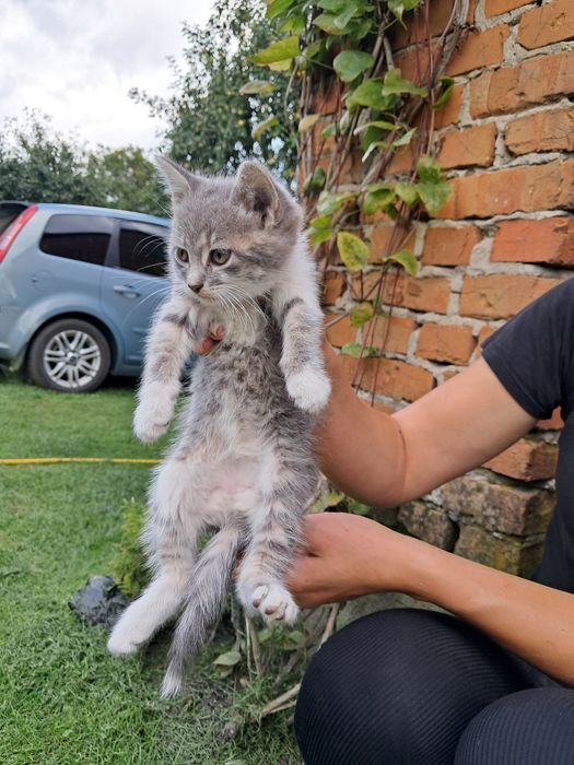 Сіра кицька і два котики  шукають сімю.