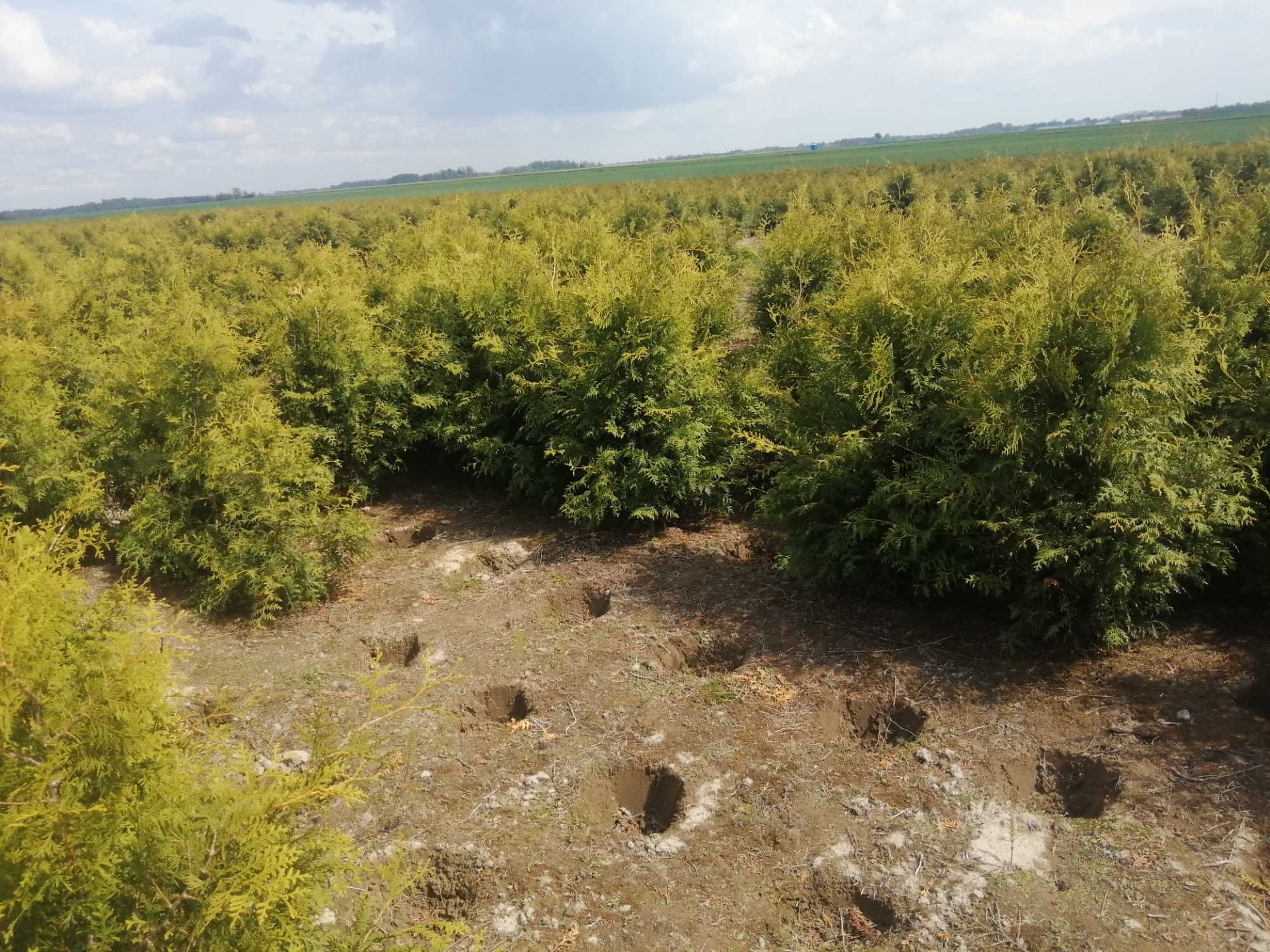 Thuja Tuja Brabant (nie smaragd) wys. 160-180cm