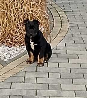 Szczeniak pitbull\owczarek niemiecki krótkowłosy