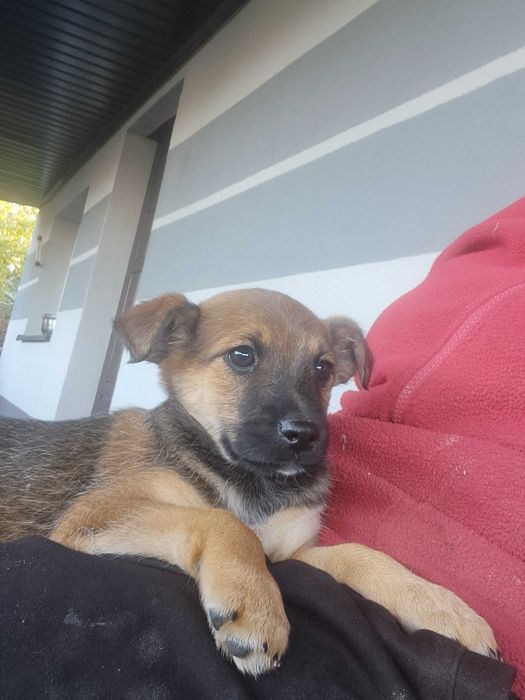 Oddam za darmo suczkę