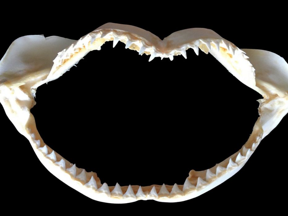 челюсть акулы декор