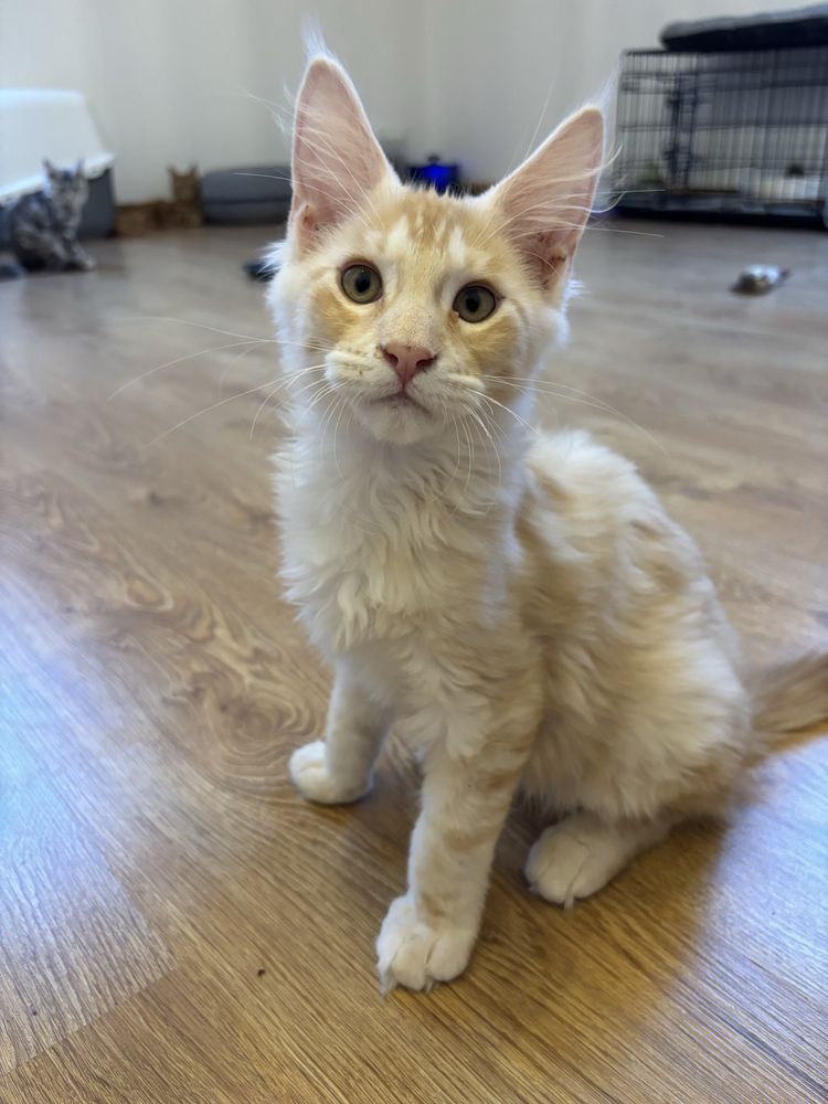 Gotowy do odbioru! Kocurek Maine Coon z badaniami Genetycznymi, FPL