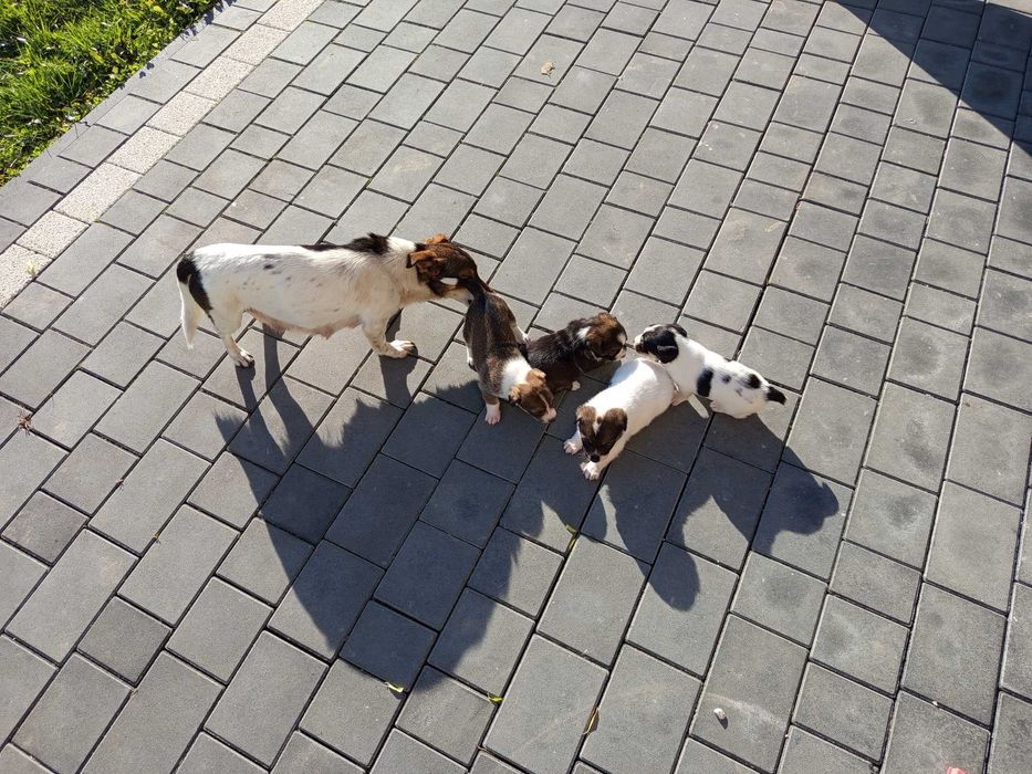 Oddam pieski w dobre ręce, suczki