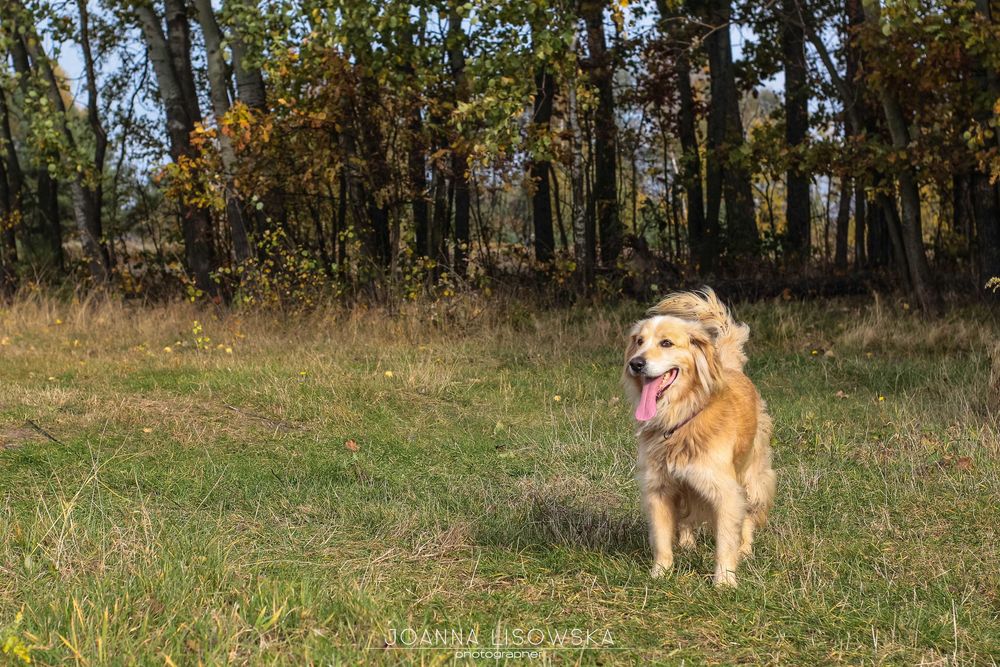 Mix cocer spaniel i golden do adopcji!