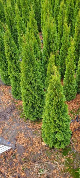 ТУЇ СМАРАГД (Smaragd) 1,8–2,2 м !Акційна ціна!