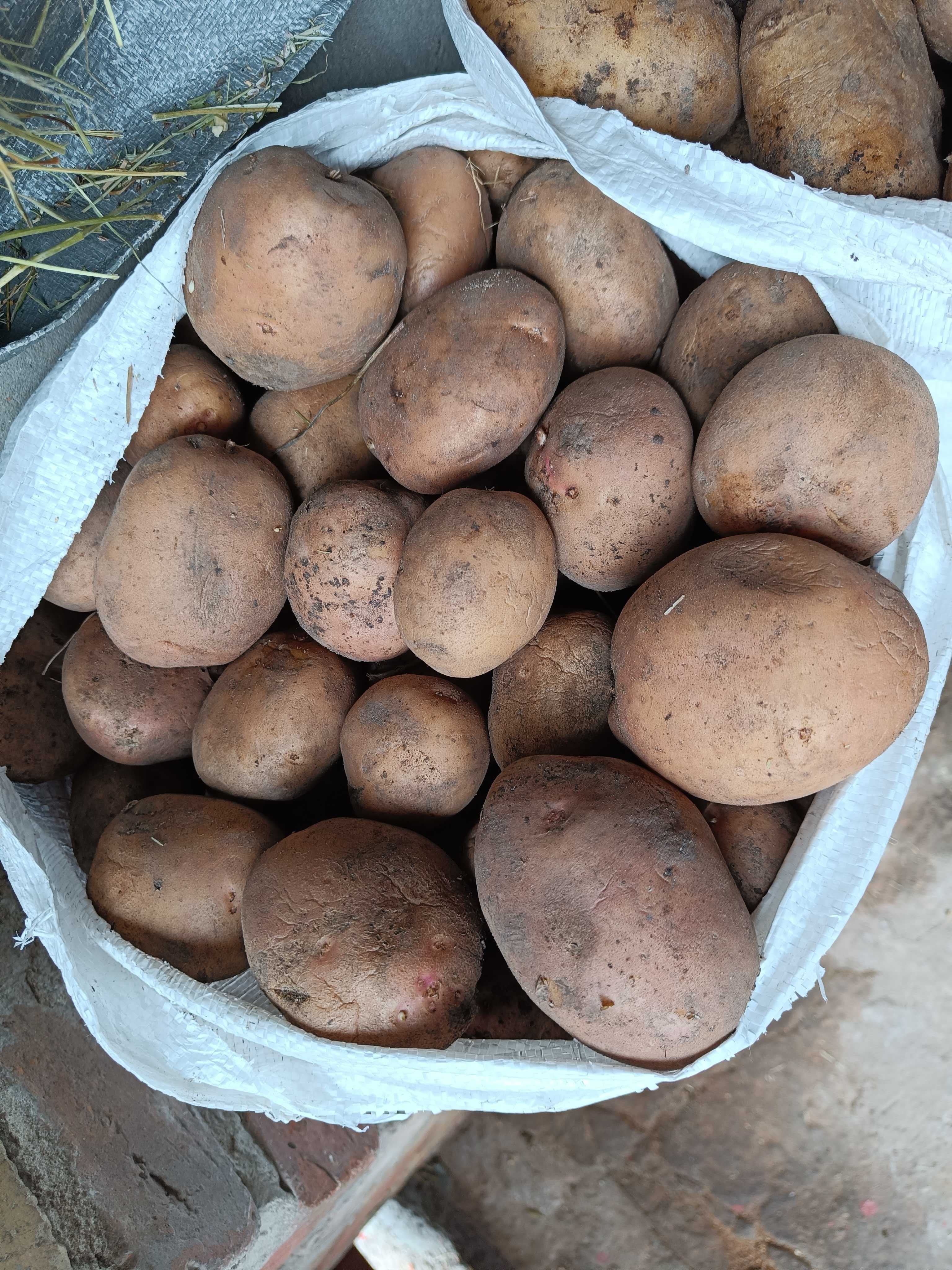 Sprzedam ziemniaki jadalne Catania i Irga